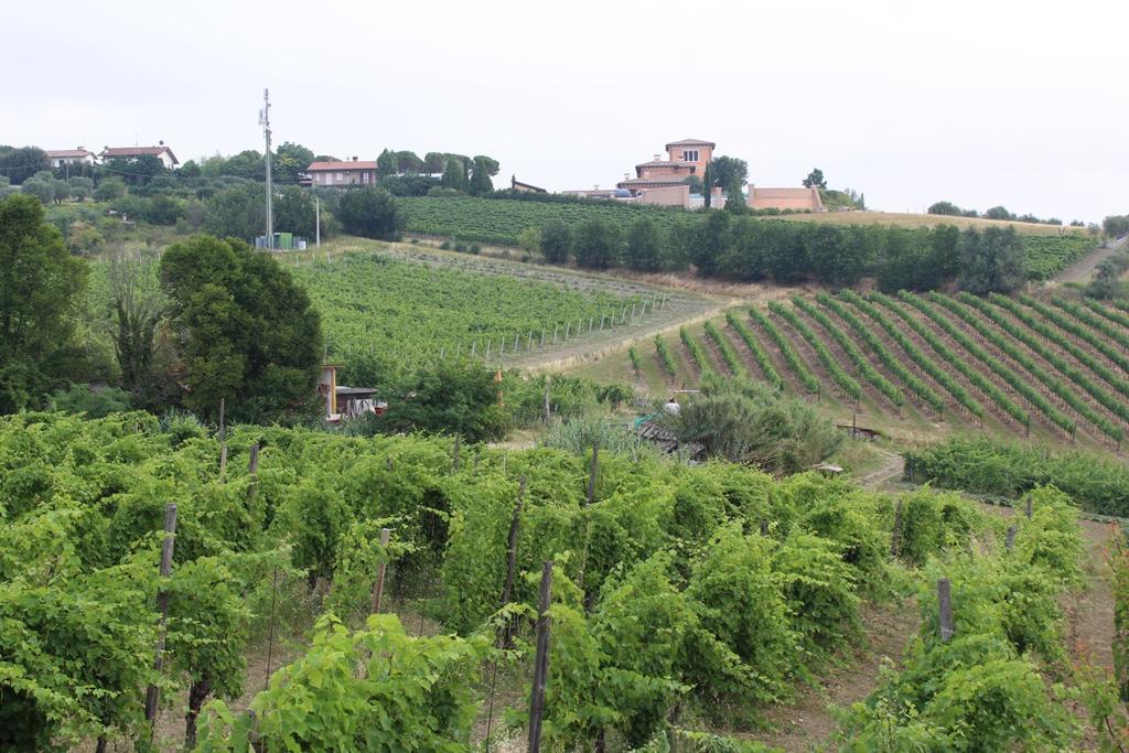 Agriturismo 7 Colonne Villa Bertinoro Exterior photo
